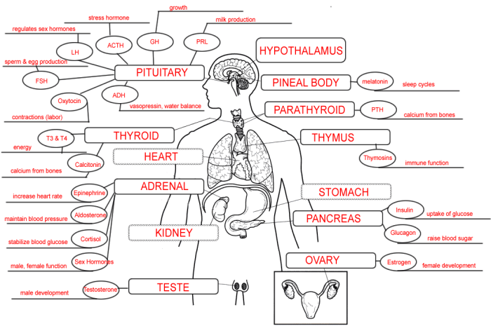 Endocrine