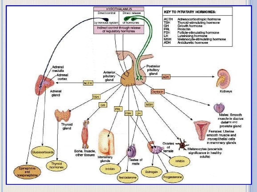 Endocrine diseases and disorders worksheet