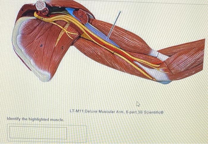 Lt-m11 deluxe muscular arm 6-part 3b scientific