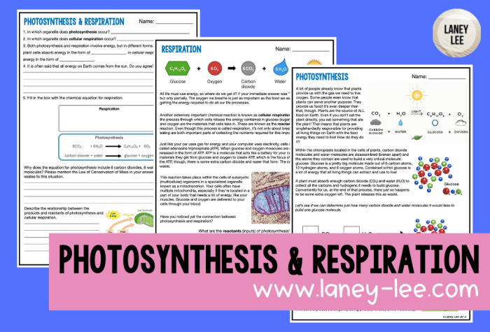 Photosynthesis and cellular respiration color by number answer key