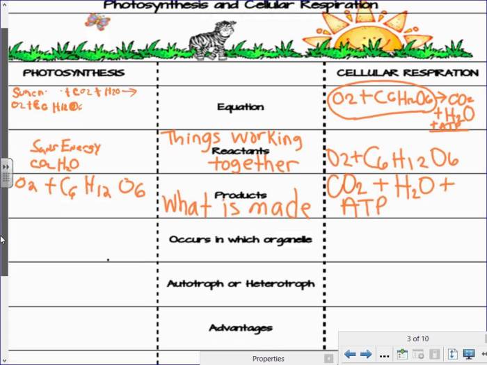 Photosynthesis and cellular respiration color by number answer key