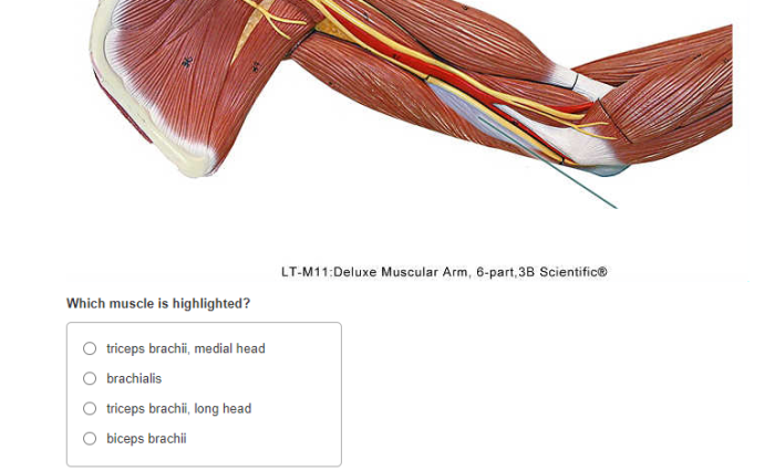 Lt-m11 deluxe muscular arm 6-part 3b scientific