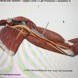 Highlighted solved transcribed m11 muscular extensor longus